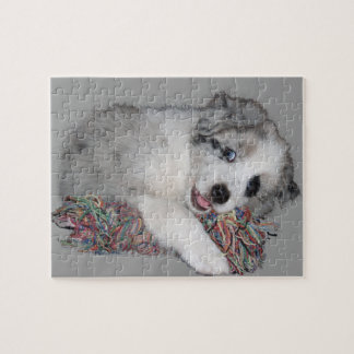 Border-Colliewelpen-Blau merle