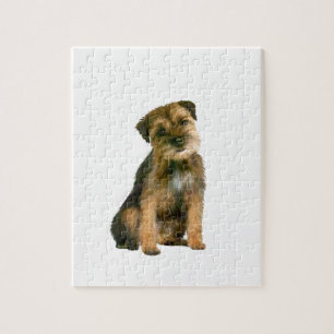 Border Terrier (B)