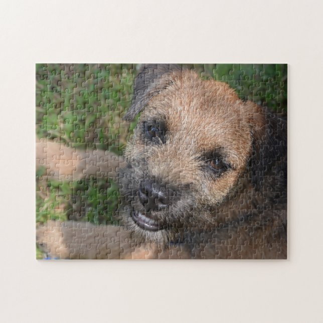 Border Terrier Portrait (Horizontal)