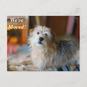 Border Terrier Wir haben eine neue Postkarte