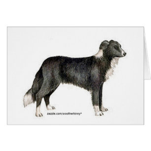 Bordure Collie