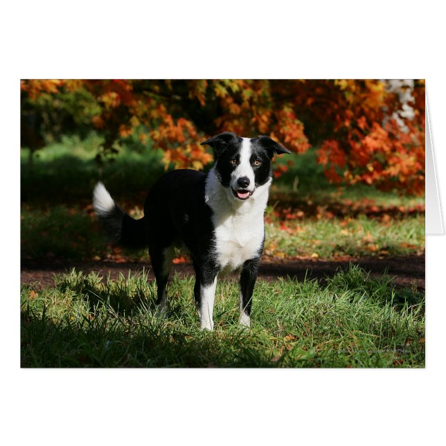 Bordure Collie Automne Debout (Devant horizontal)