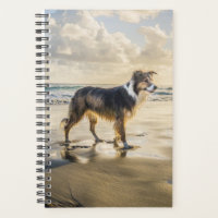Bordure Collie Beach Amusement | Chien