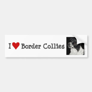 Bordure Collie Bumper Sticker - "Ben"