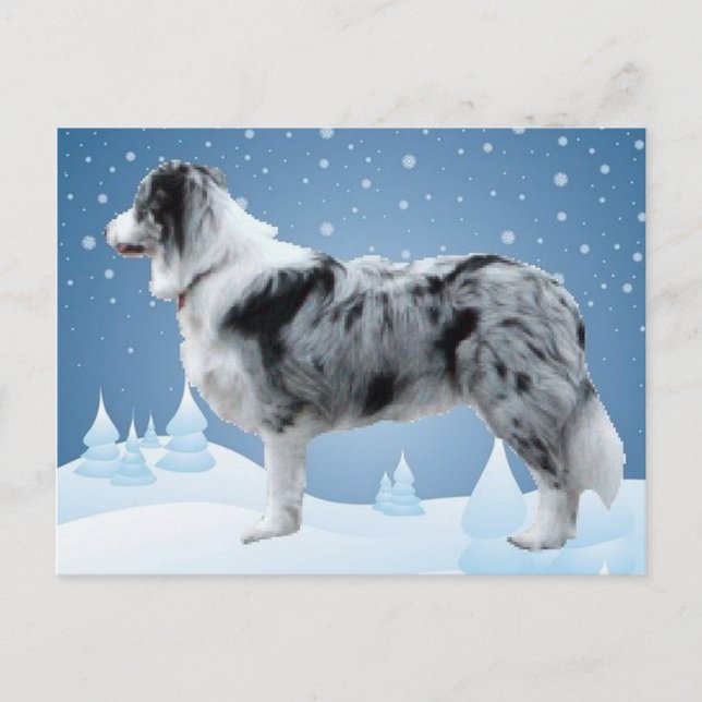 Bordure Collie carte postale~Noël (Devant)