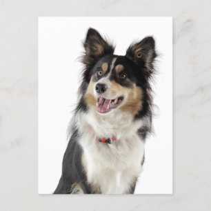 Bordure Collie Chien Chien Chien Chien Grey Carte