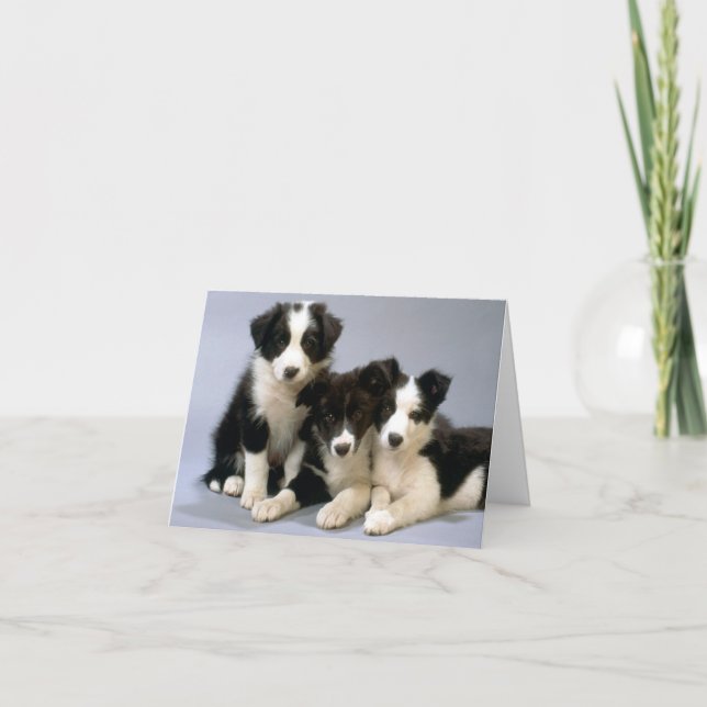 Bordure Collie Chien Chien Chien Vierge Carte de n (Devant)