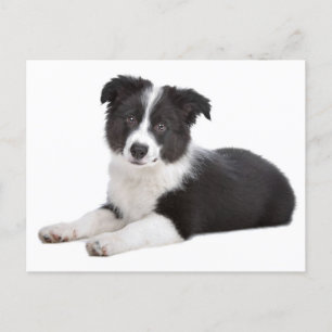 Bordure Collie Chien Chien Chien Vierge Carte post
