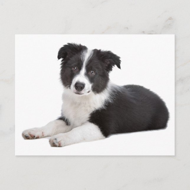 Bordure Collie Chien Chien Chien Vierge Carte post (Devant)