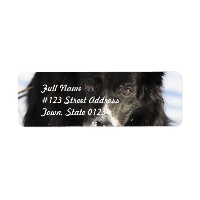 Bordure Collie Chien Étiquettes de messagerie (Devant)