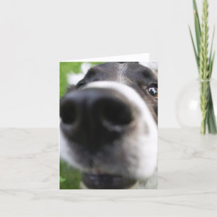 Bordure Collie Chien Visage Gros plan Carte de voe