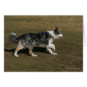 Bordure Collie Exécution 1