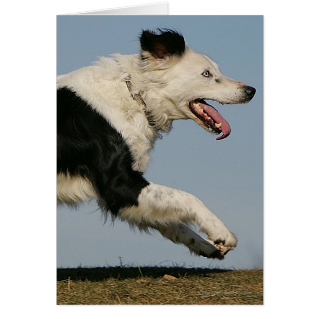Bordure Collie Exécution 2 (Devant)