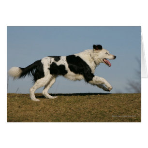 Bordure Collie Exécution 2