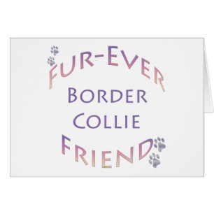 Bordure Collie Furever