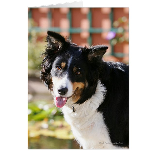 Bordure Collie Panne 1 (Devant)