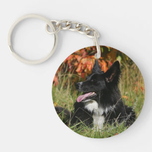 Bordure Collie Panne S'Étalant