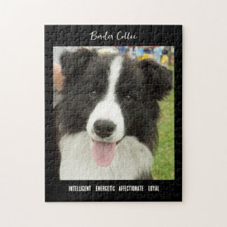Bordure Collie Photo Chien race Jigsaw Puzzle Puzz