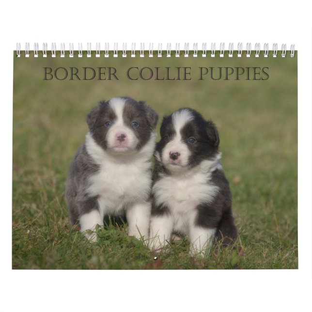 Bordure Collie Puppies calendrier mur (Protection)
