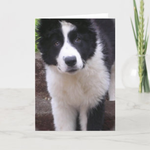 Bordure Collie Puppy Carte de voeux