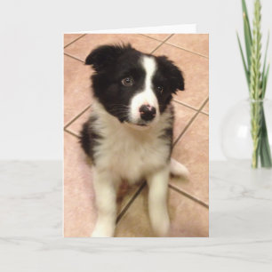 Bordure Collie Puppy Carte de voeux