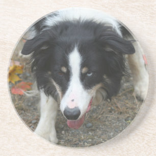 Bordure Collie Stare Chien Boire Dessous de verre