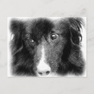 Bordure noire Collie Animal Art Carte postale