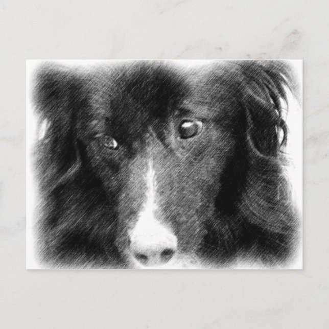 Bordure noire Collie Animal Art Carte postale (Devant)