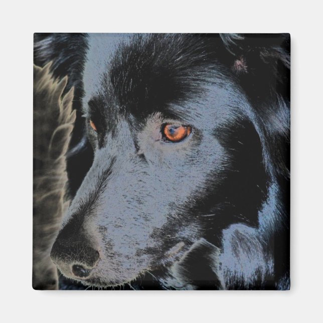 Bordure noire Collie Face Dog Magnet (Devant)