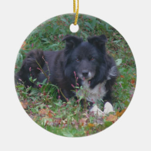 Bordure noire Collie jote Dog Ornement