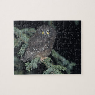 Boreal Owl auf Branch