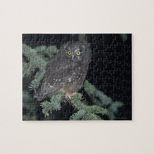 Boreal Owl auf Branch (Horizontal)