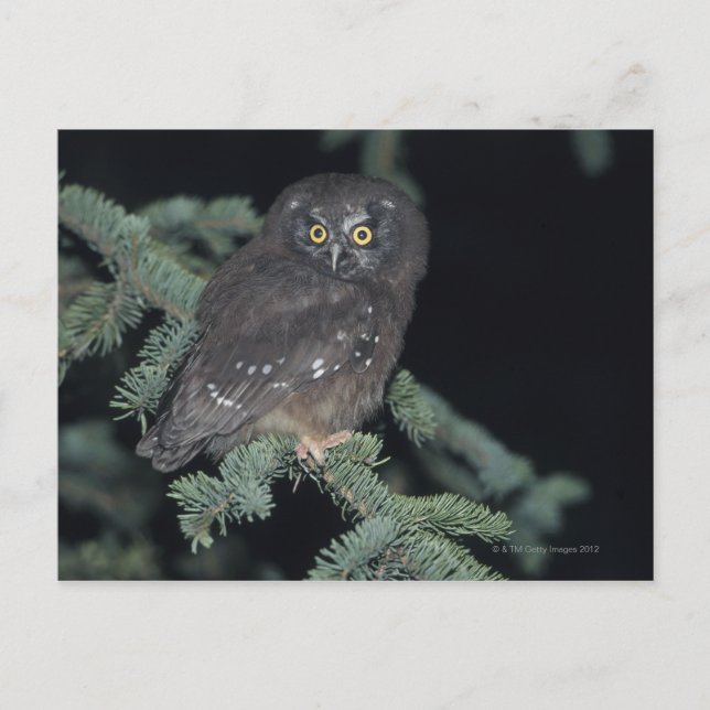 Boreal Owl auf Branch Postkarte (Vorderseite)