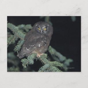 Boreal Owl auf Branch Postkarte