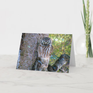 Boreal Owl Closeup Foto Karte