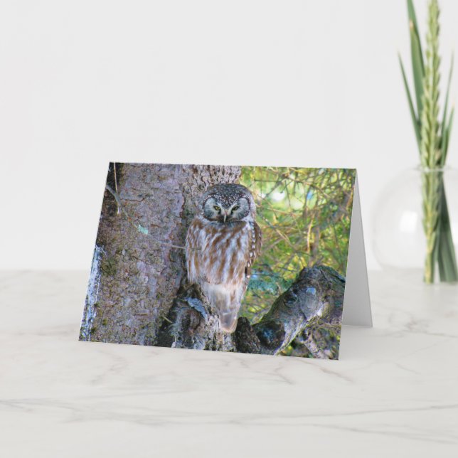 Boreal Owl Closeup Foto Karte (Vorderseite)