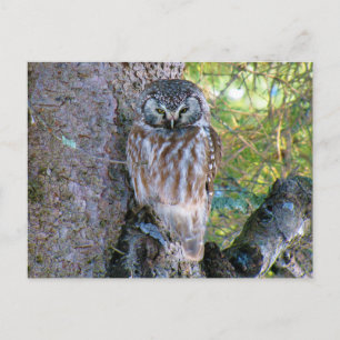 Boreal Owl Closeup Foto Postkarte