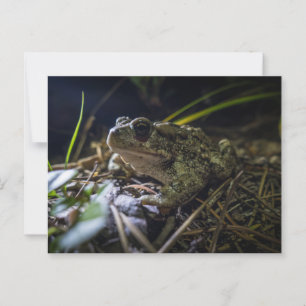 Boreal Toad Postkarte