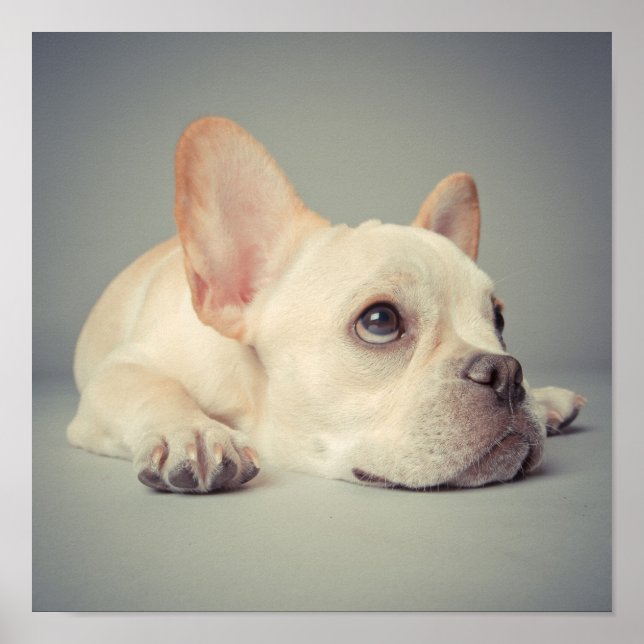 Bored French Bulldog Poster (Vorne)