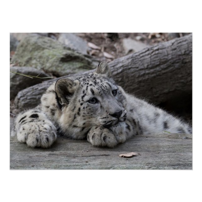 Bored Snow Leopard Cub Poster (Vorderseite)