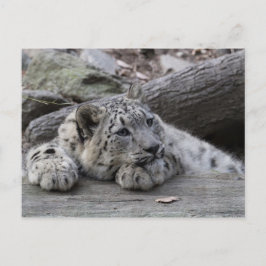 Bored Snow Leopard Cub Postkarte