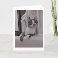 Boris der Niedliche Nubber Kitty Gruß