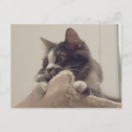 Boris, die Niedliche Nubber Kitty Postcard Postkarte
