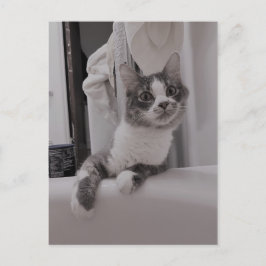 Boris, die Niedliche Nubber Kitty Postcard Postkarte