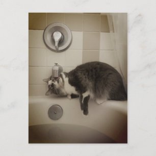 Boris, die Niedliche Nubber Kitty Postcard Postkarte