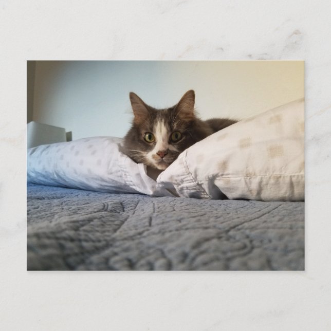 Boris, die Niedliche Nubber Kitty Postcard Postkarte (Vorderseite)