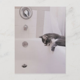 Boris, die Niedliche Nubber Kitty Postcard Postkarte