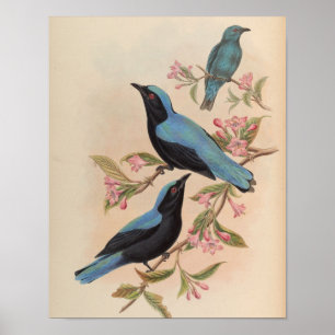 Bornean Fairy Bluebird von John Gould Druck Poster