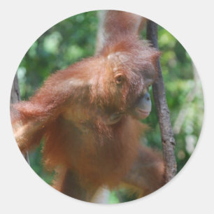 Borneo Great Ape Orangutan Runder Aufkleber