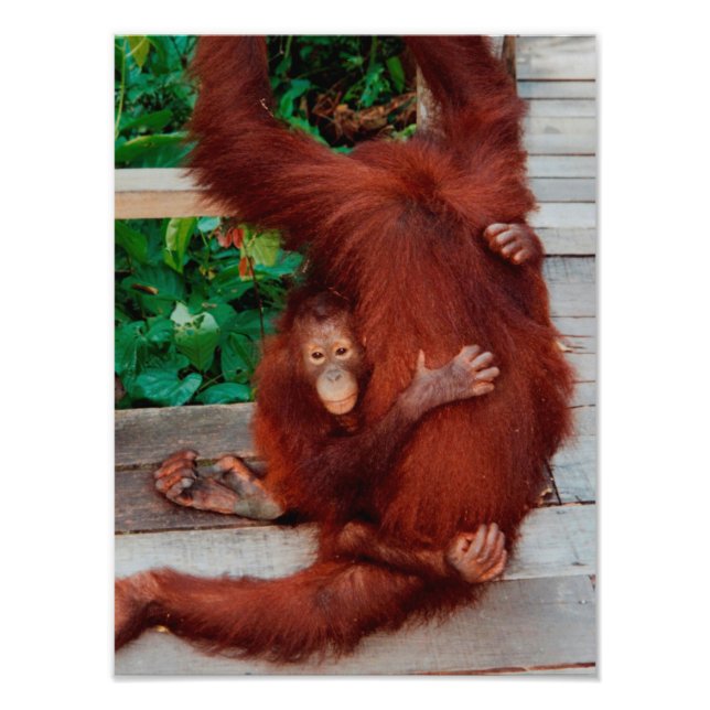 Borneo-Orang-Utan Fotodruck (Vorne)